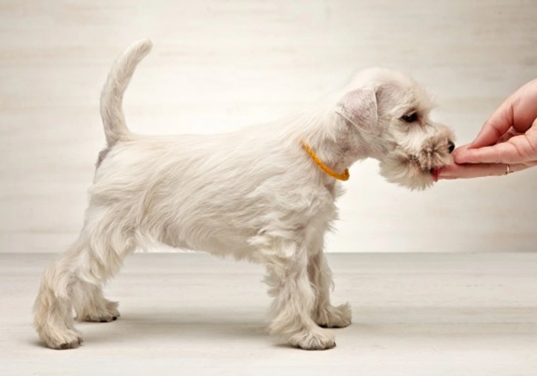 Miniature Schnauzer Dog Breed: Complete Guide to Care & Personality