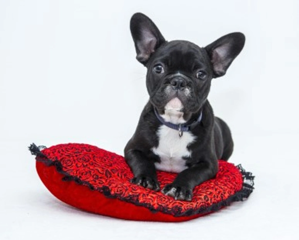 Come insegnare al cane a sporcare sulla traversa