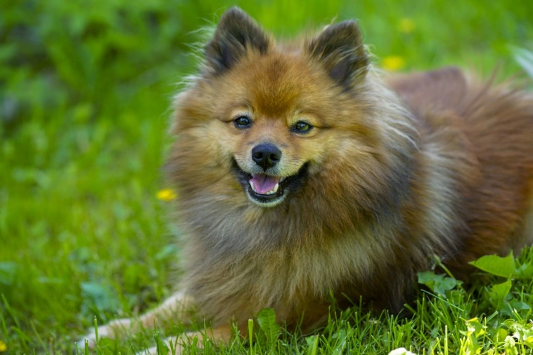 German Spitz dog hereditary health problems update 2025