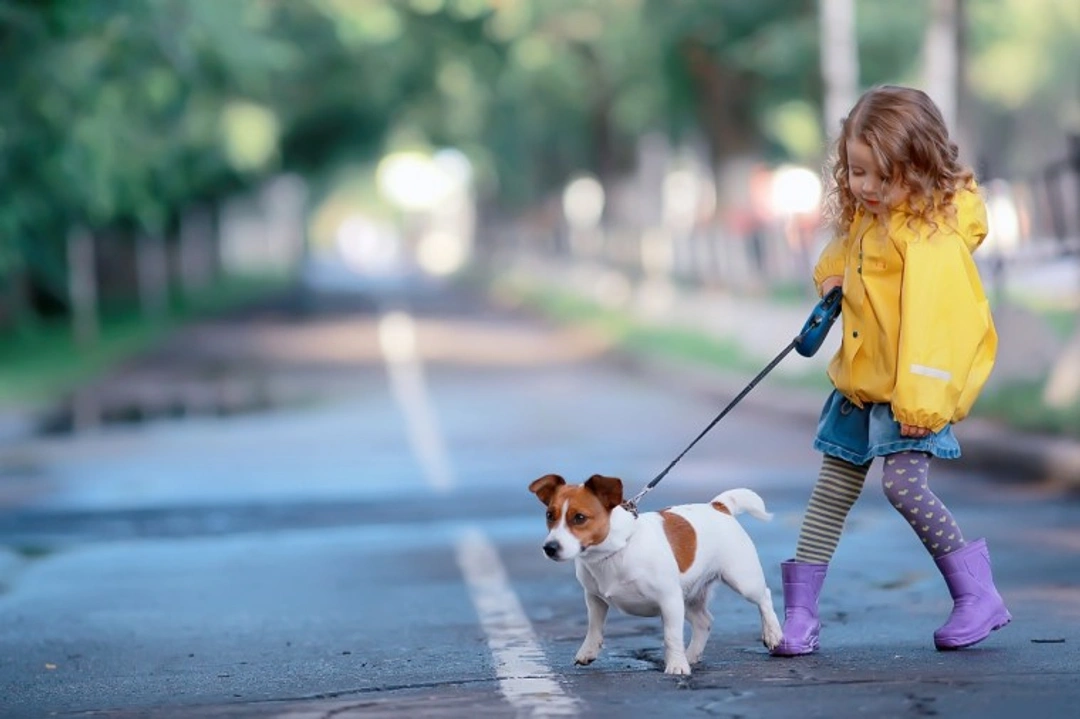 Five golden rules children must learn about dogs and human food