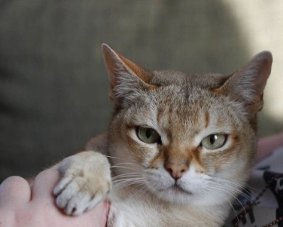 Singapura: costo e dimensioni della razza di gatto più piccola