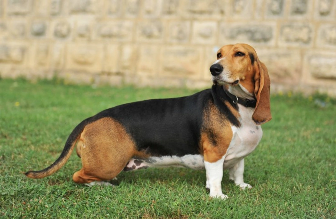 BVA/KC/ISDS Gonioscopy Testing for Dogs Explained