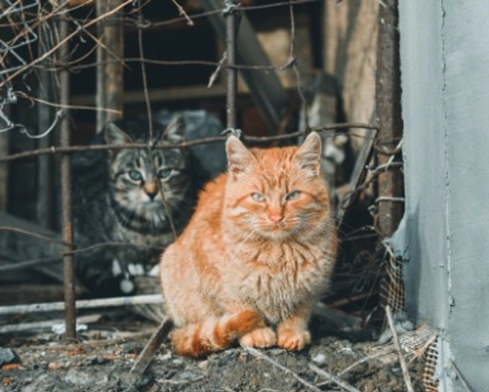 Associazioni animali: Fusa d'Amore