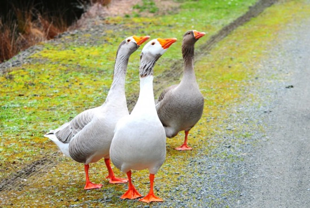 Why You Should Keep Geese: Benefits and Care Tips