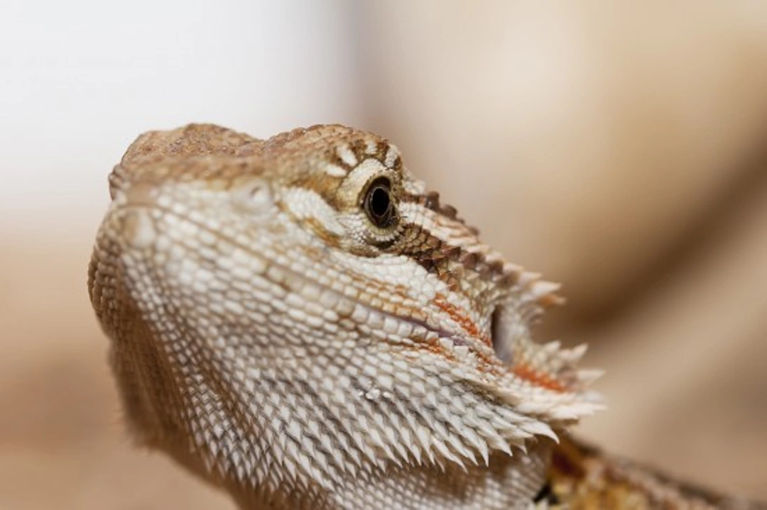 Complete Guide: What to Feed Your Bearded Dragon