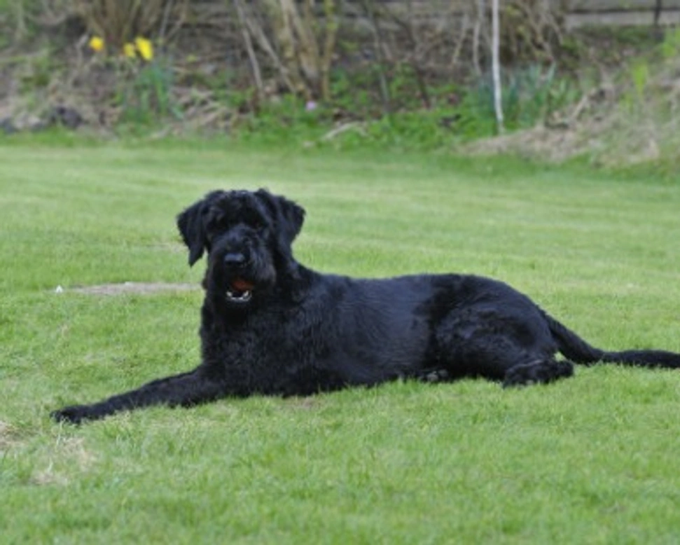 Schnauzer gigante carattere, differenza tra maschio e femmina