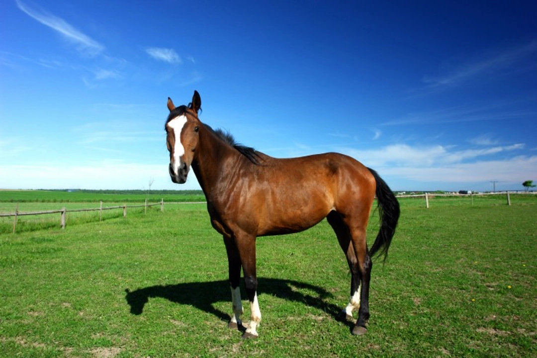 Comprehensive Guide to Laminitis in Horses