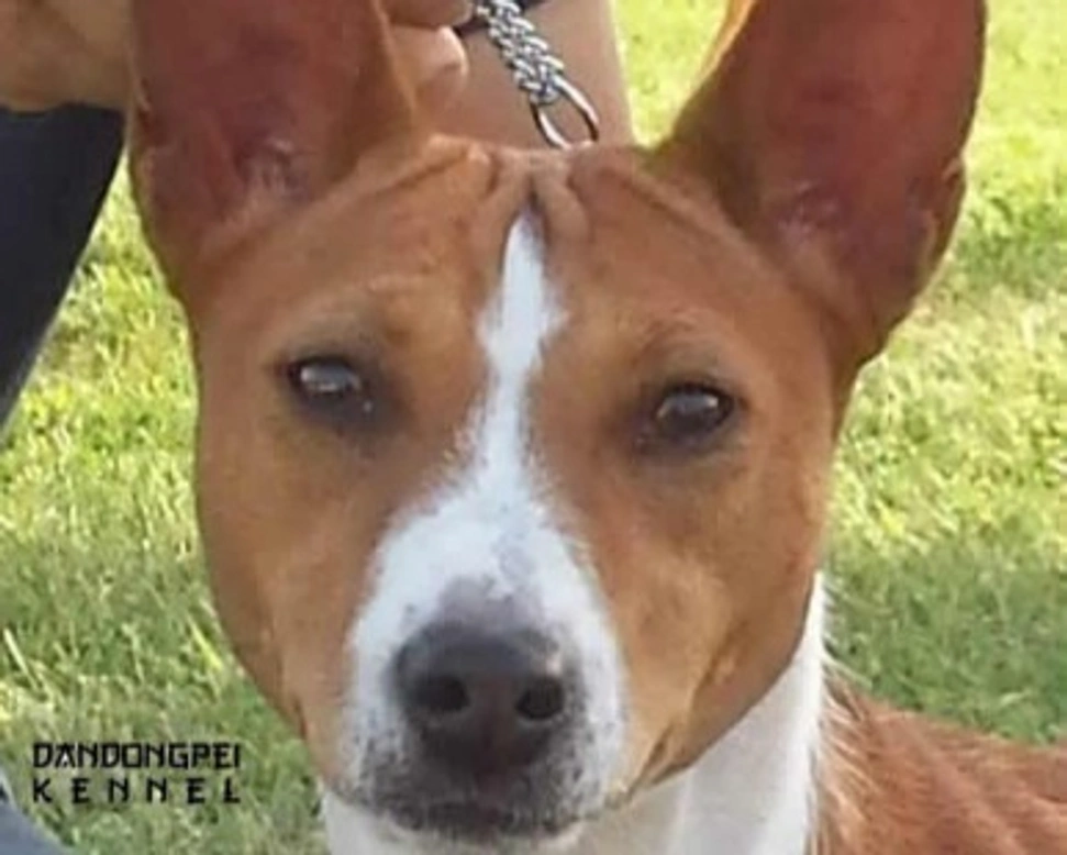 La salute del Basenji e i test genetici per la razza