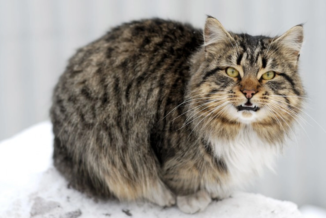 5 Things Cats Really Don’t Like: Key Insights for Owners