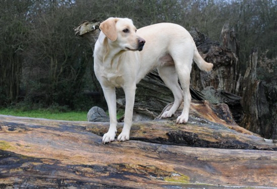 Cranial cruciate ligament rupture in dogs: causes and treatments