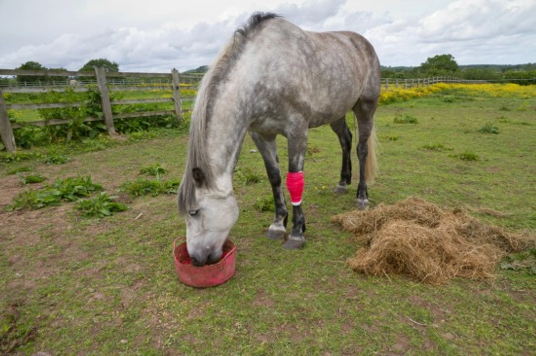 What is OCD? How Does It Affect Horses?