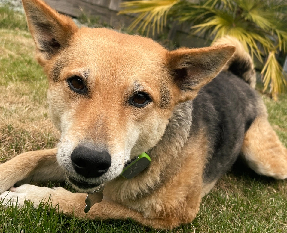 Dassa's breed mix revealed with Wisdom Panel DNA test