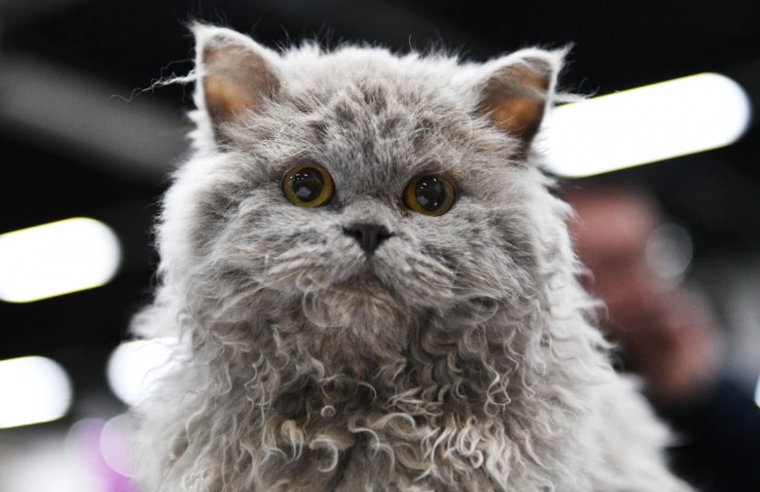 Selkirk Rex Cat History: Origins and Unique Traits