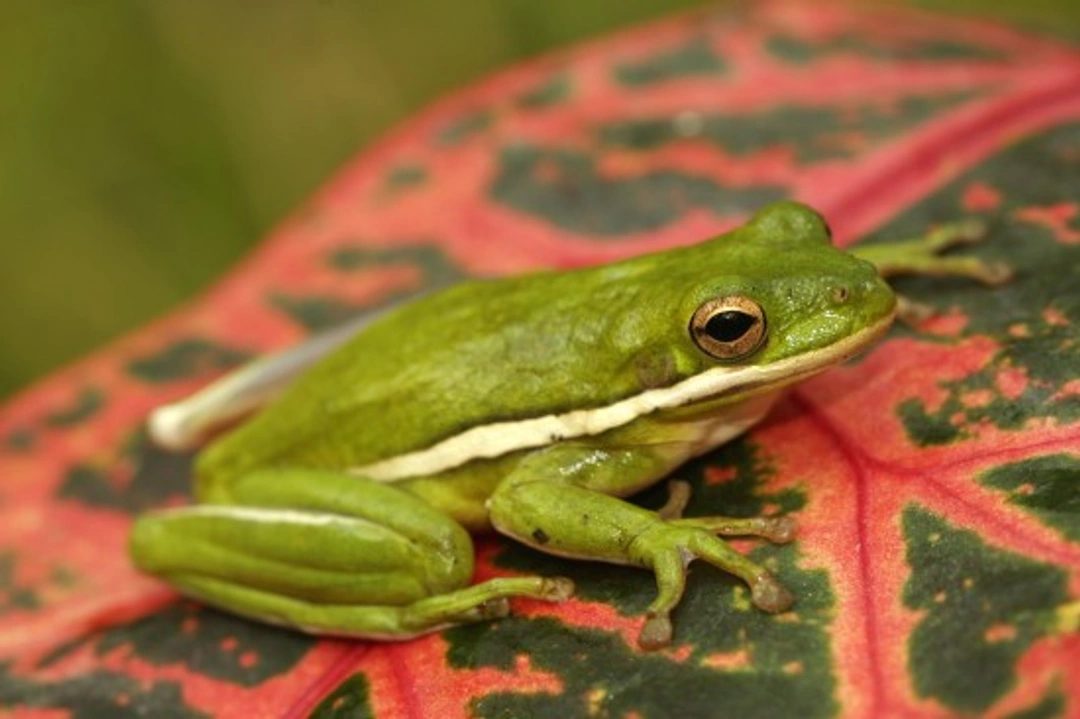 Complete Guide to Keeping American Green Tree Frogs as Pets
