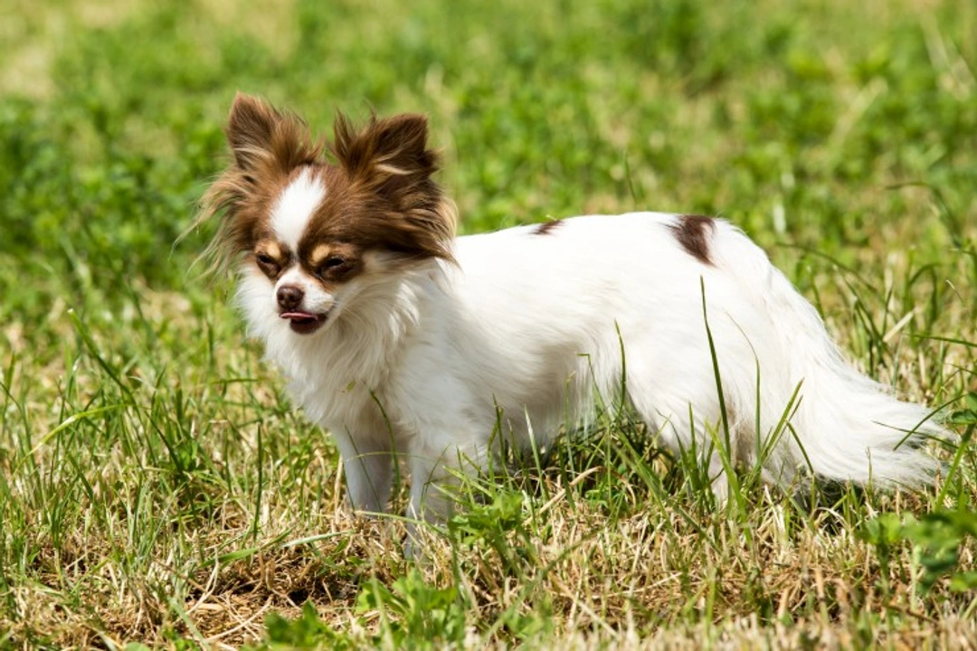 Hydrocephalus in Chihuahuas: 2025 Care & Breeding Guide