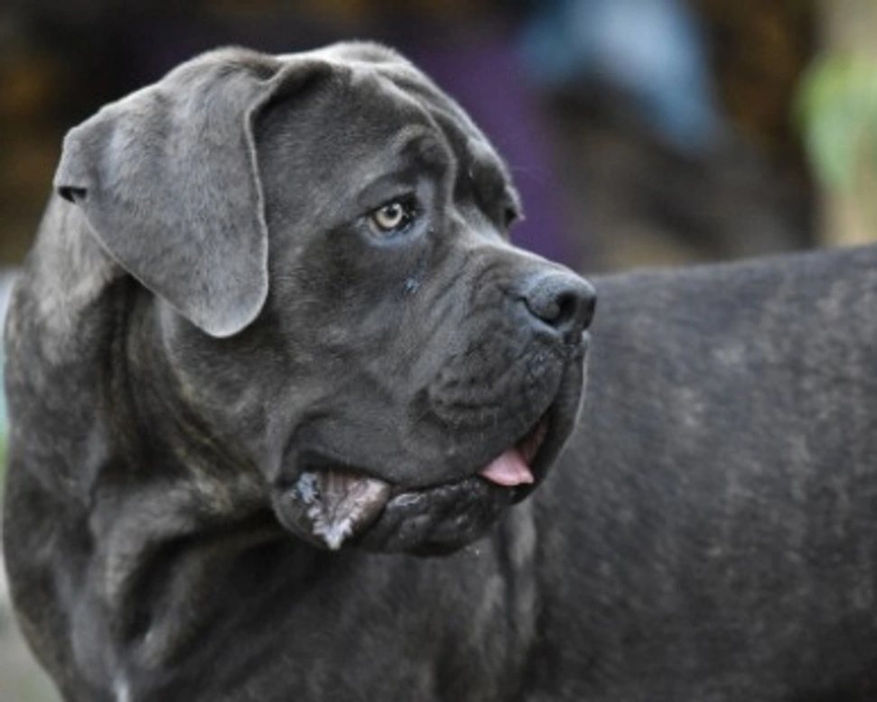 Cane Corso: immagini di teneri cuccioli e possenti adulti