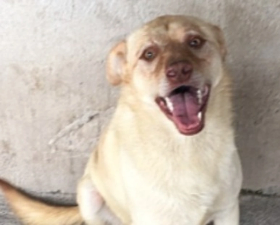 Adozioni cani: la storia di Ballo, pacioccone incrocio Labrador