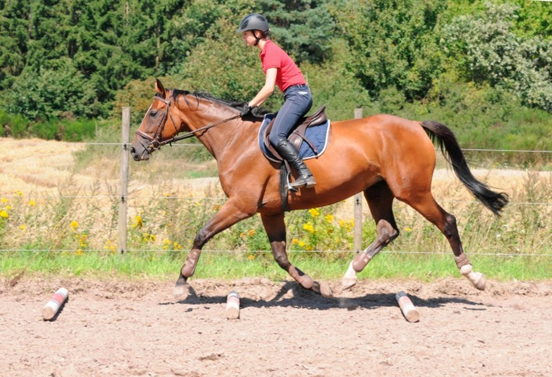 Introduction to Polework: Improve Your Horse’s Training in 2025