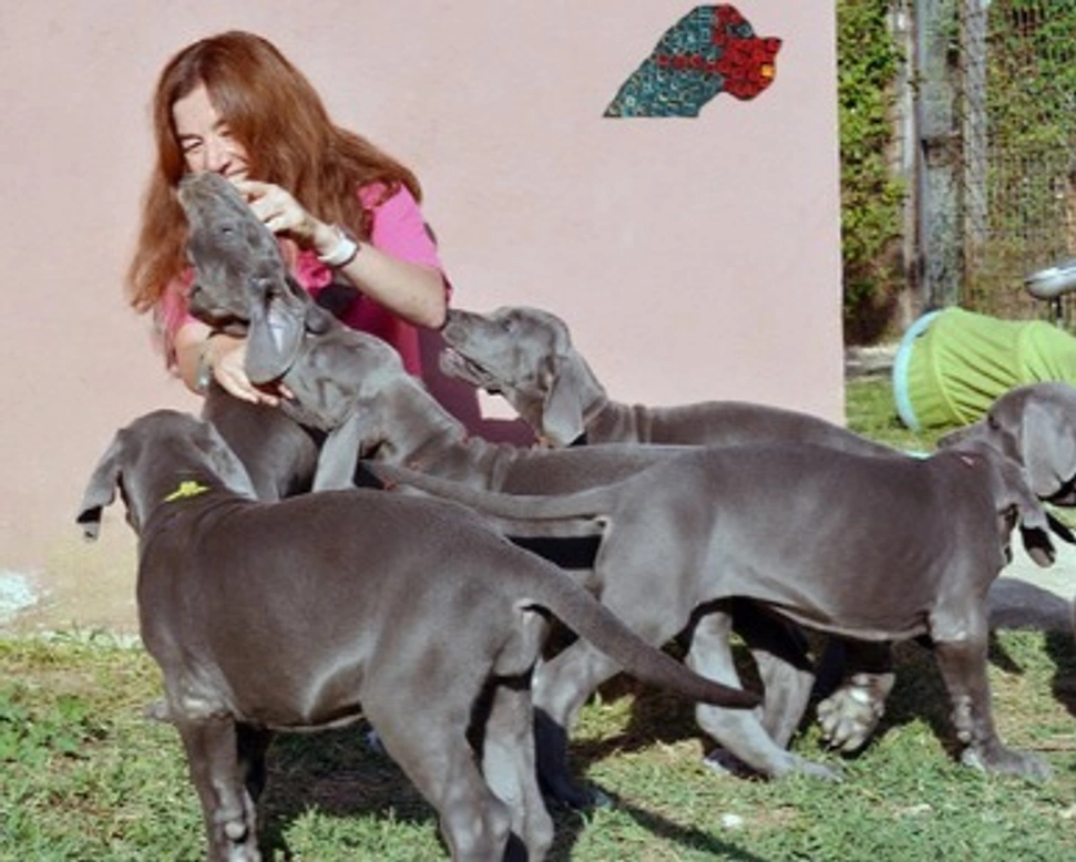 L'Alano, le difficoltà di cui essere consapevoli