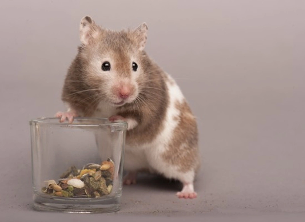 Information About Rodents for Potential Rodent Owners