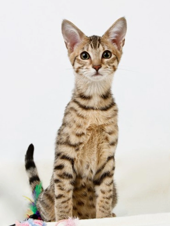 Five popular American cat breeds you should know