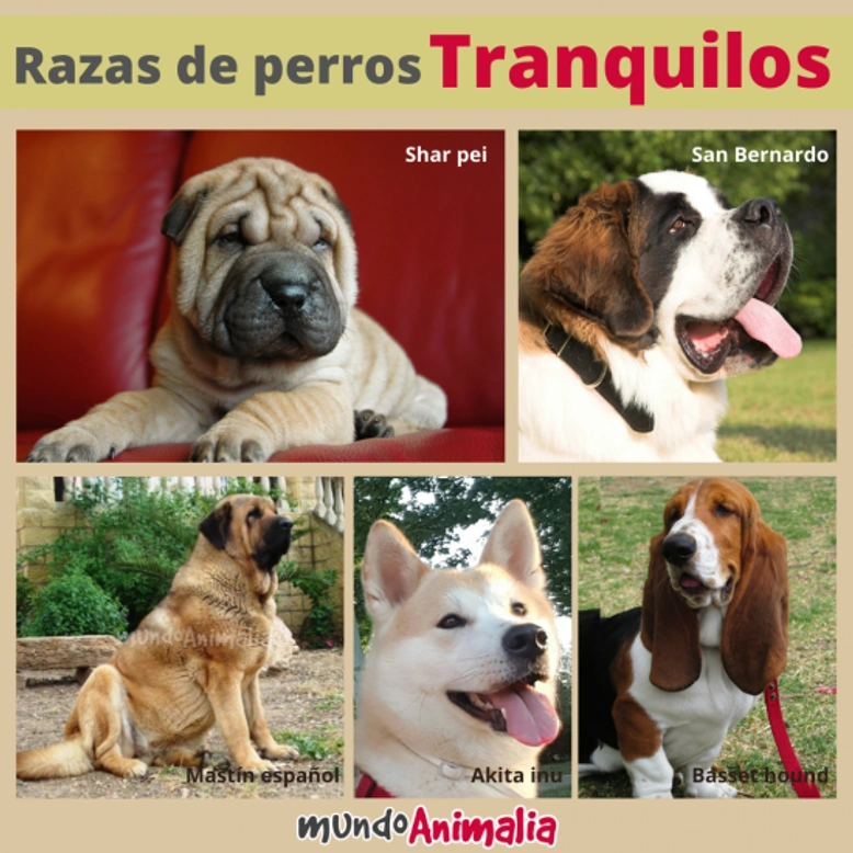 Las 5 razas de perros más tranquilos de mundoAnimalia