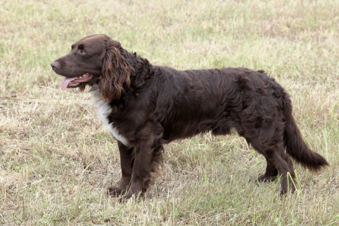 All About the German Spaniel: Loyal Working Spaniel Guide