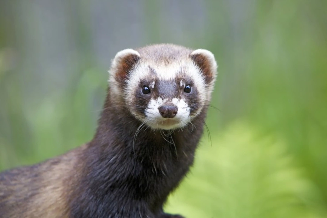 Common household items toxic to ferrets: Keep them safe