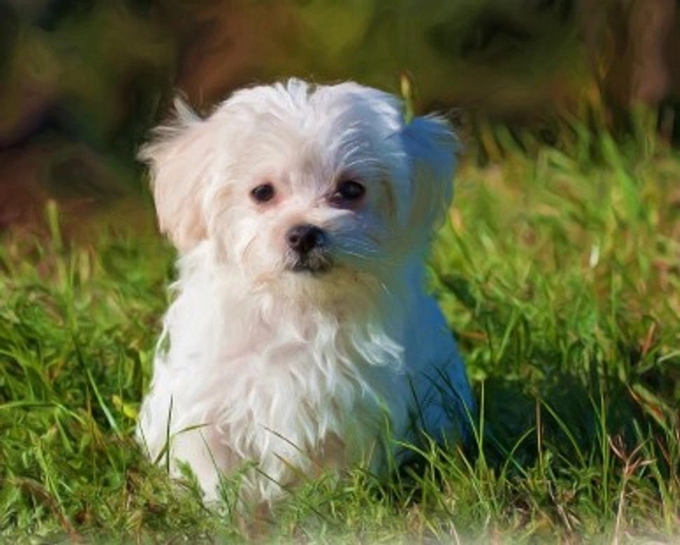 Maltese: come mantenere il pelo bianco?  E perché si macchia?