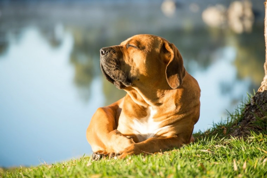 5 Common Myths About Dogs and Hot Weather Debunked UK 2025