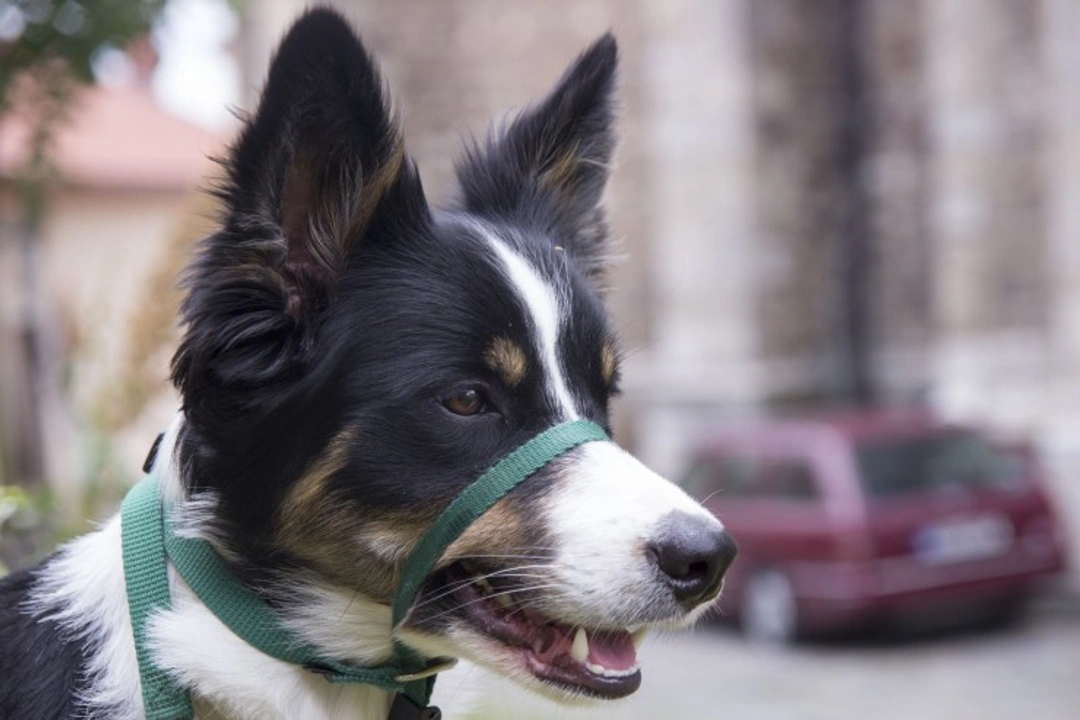 Halti Headcollar Guide for Puppies: Age, Fitting & Usage Tips