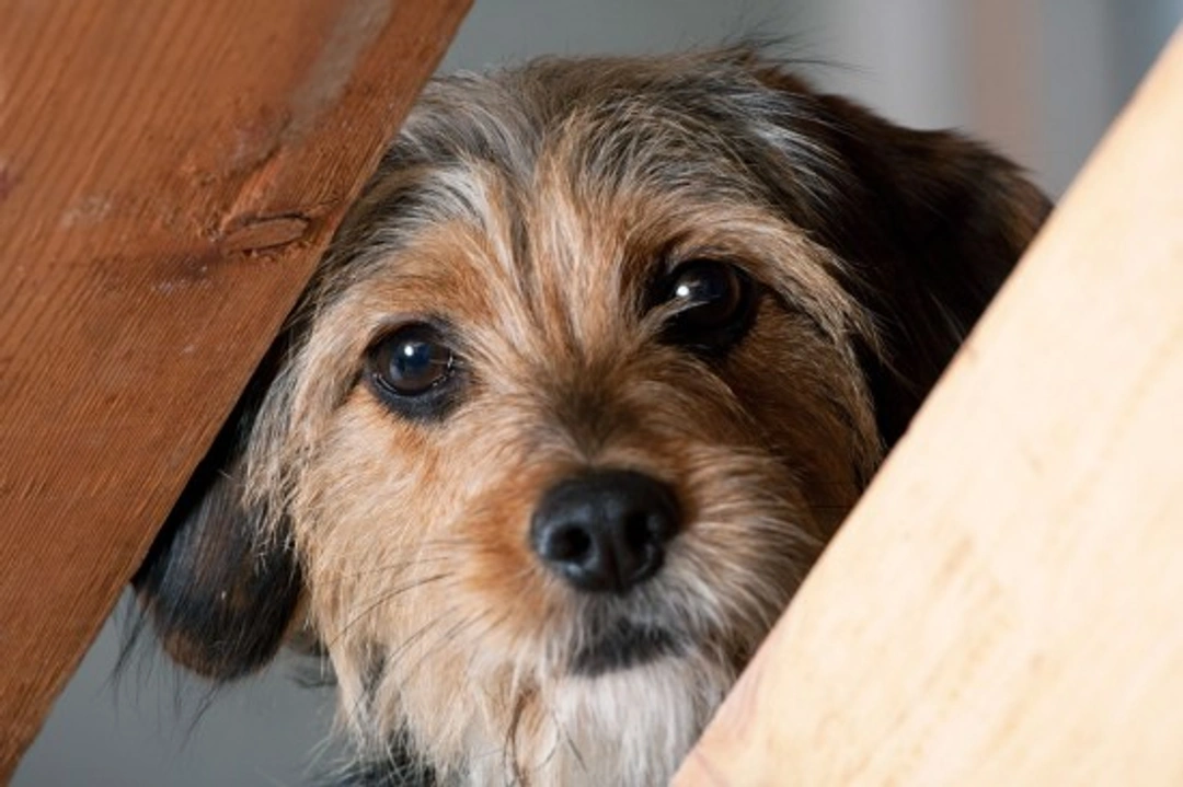 Systematic Desensitisation Therapy: Helping Fearful Dogs