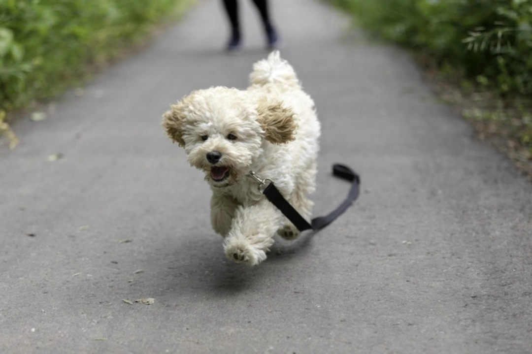 5 Hybrid Dog Breeds Ideal for Allergy Sufferers in the US