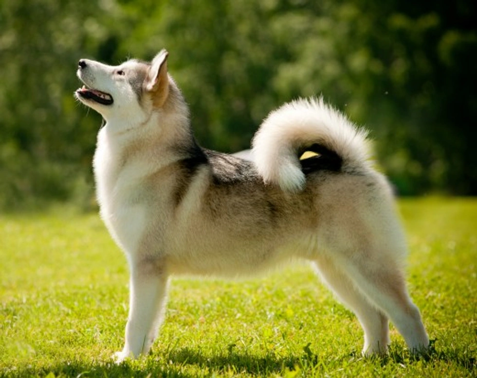 Is the Alaskan Malamute a Good Domestic Pet?