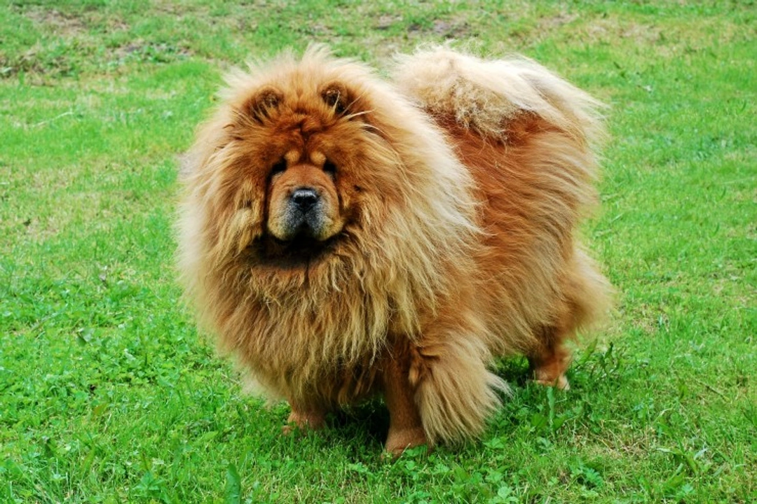 Complete Guide to Grooming Your Chow Chow Coat