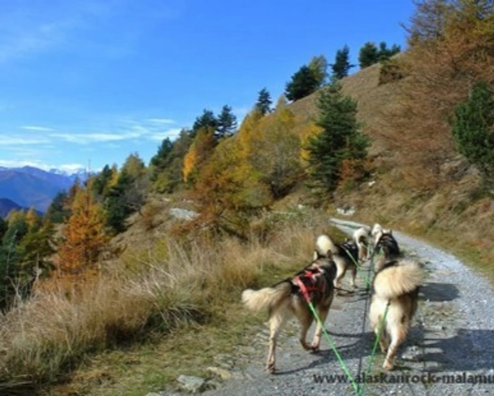L'Alaskan Malamute e il lavoro - Parte seconda