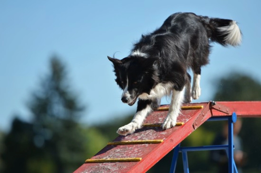 First Dog Agility Show: How to Prepare and Compete