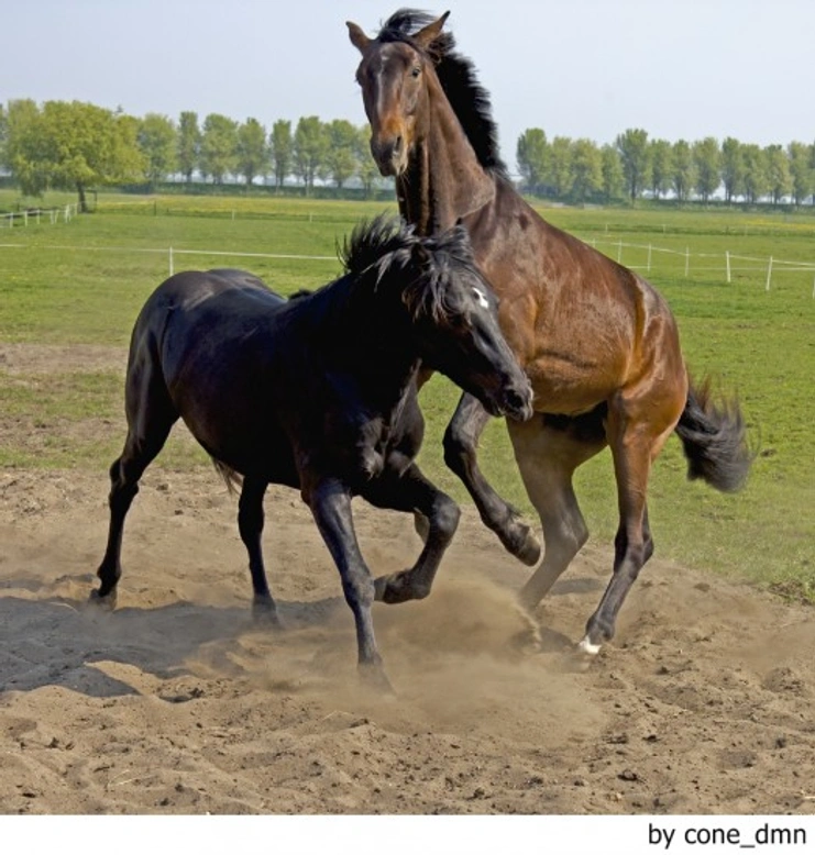El comportamiento social de los animales domésticos