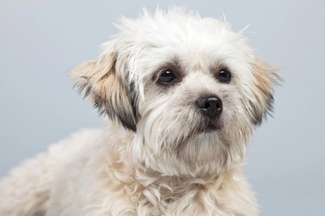 15 Top Tips for Dog Owners to Simplify Canine Care