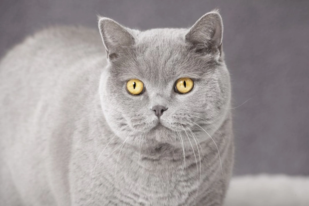 Cancer in Cats: Diagnosis and Treatment Guide