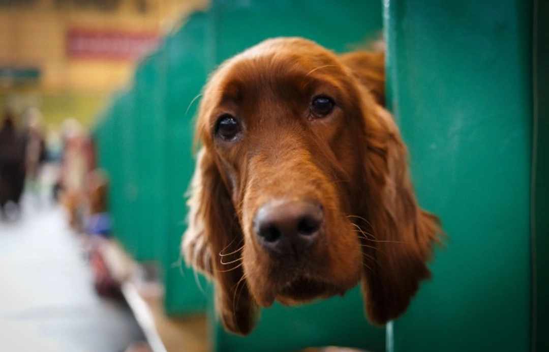 Crufts 2015: Controversies and Concerns Explained