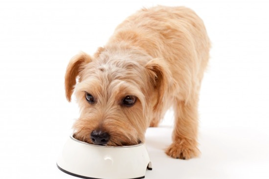 How What You Feed Your Dog Affects Their Temperament