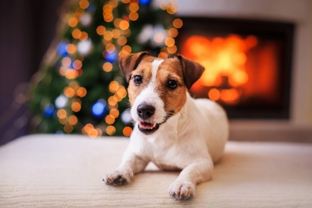 Top New Year’s Resolutions for Your Dog’s Health & Happiness