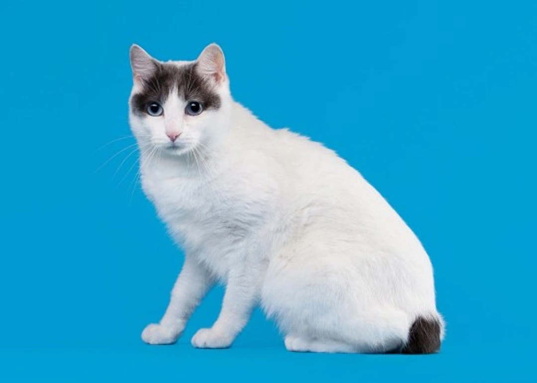 Japanese Bobtail Health: A Guide to a Robust Cat Breed