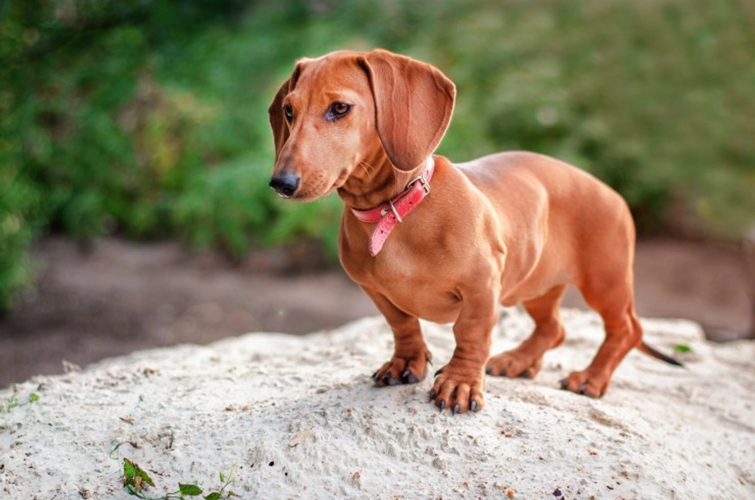 Effectiveness of Surgery for Intervertebral Disc Disease in Dachshunds