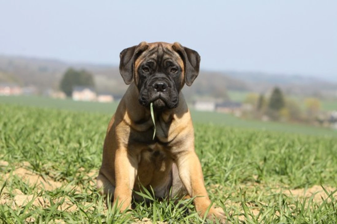 Bullmastiff Health and Temperament: Essential 2025 Guide