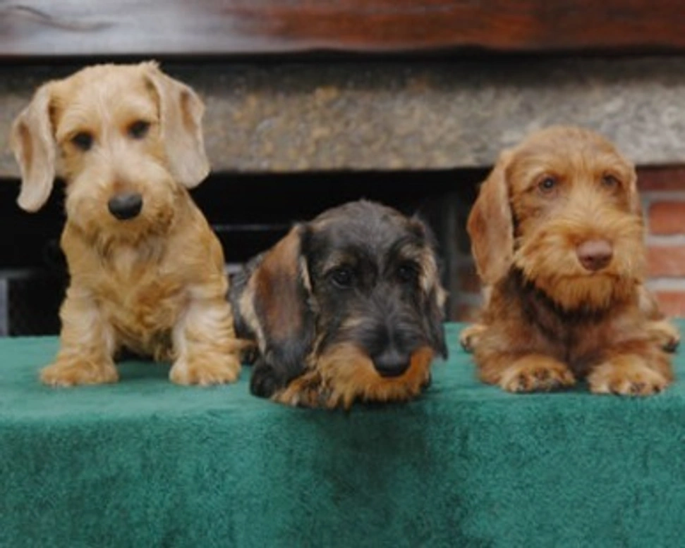 I colori del Bassotto Tedesco: tigrato, cioccolato e arlecchino