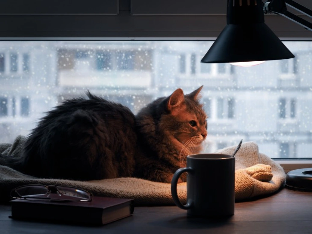 Keep Your Cat Warm This Winter: Essential Care Tips