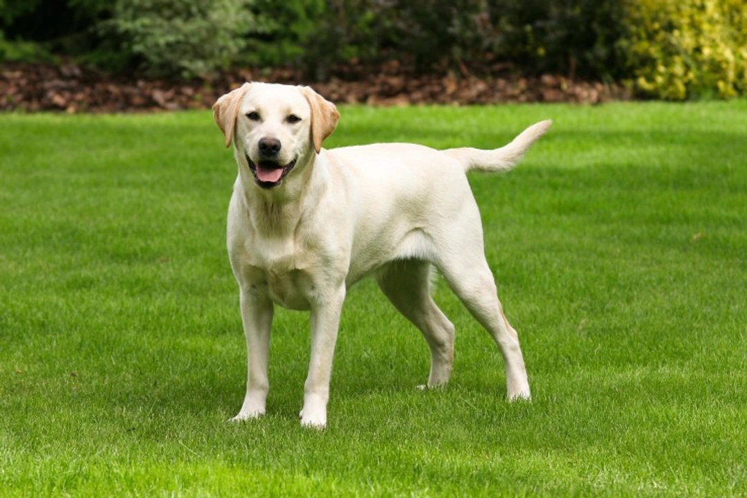 Retinal dysplasia (RD) & oculo skeletal dysplasia (OSD) DNA testing for Labrador retrievers