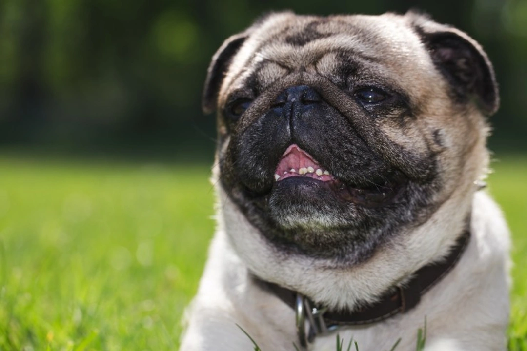 Brachycephalic Dogs and Stenotic Nares: Breathing Issues Explained